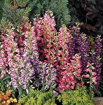 Mixed Penstemon Flower Seeds for Planting - 100 pcs