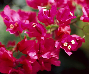 Burgundy Bougainvillea Flower Seeds – Heirloom and Non-GMO Seeds for Lush Garden