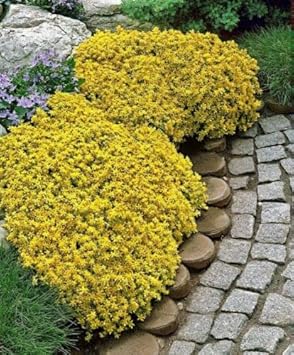 Yellow Rock Cress Plant Seeds for Planting - NON GMO Seeds