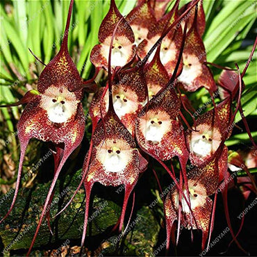 Baby Face Orchid Rare Perennial Flower Seeds