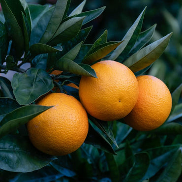 Lemon Tree Seeds for Planting - Orange Variety, Heirloom & Non-GMO Seeds
