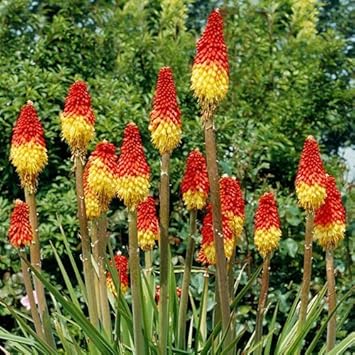 Poker Flower Seeds for Planting - 100 pcs