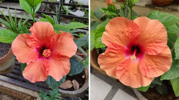 Hibiscus flower orange red giant seeds for planting in tropical exotic gardens