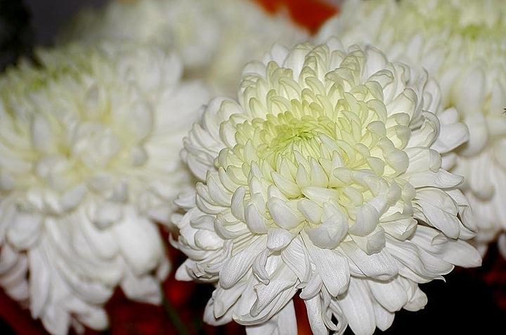 Crisantemo Flower Seeds for Planting - 100 pcs