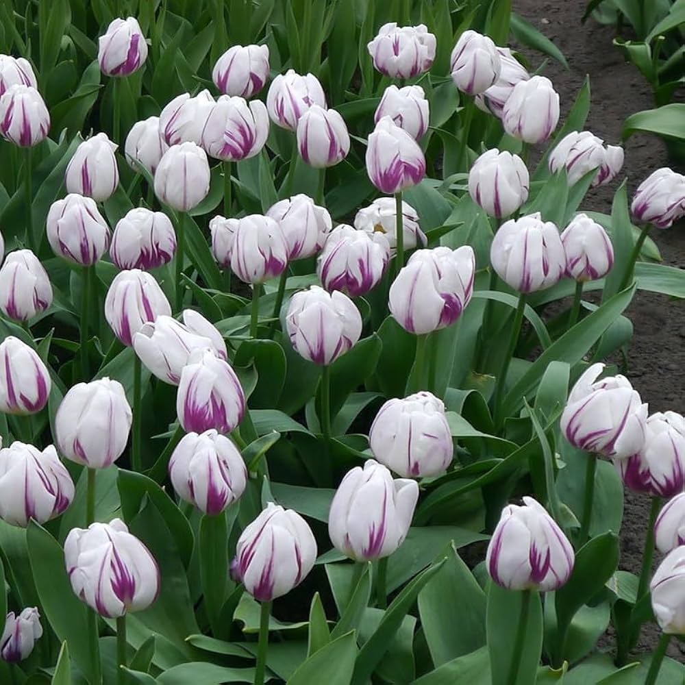 Flaming Flag Tulip Seeds