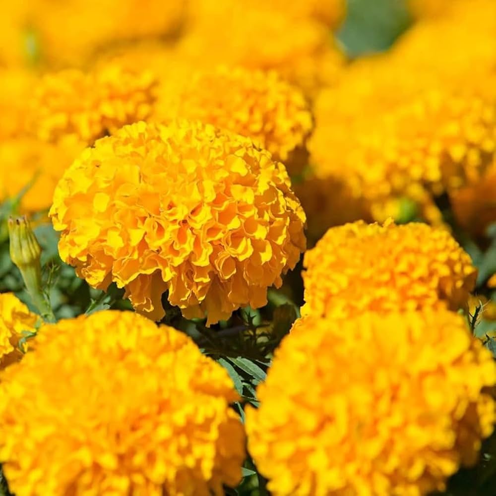 Marigold flower yellow and orange giant variety seeds for planting in sunny borders