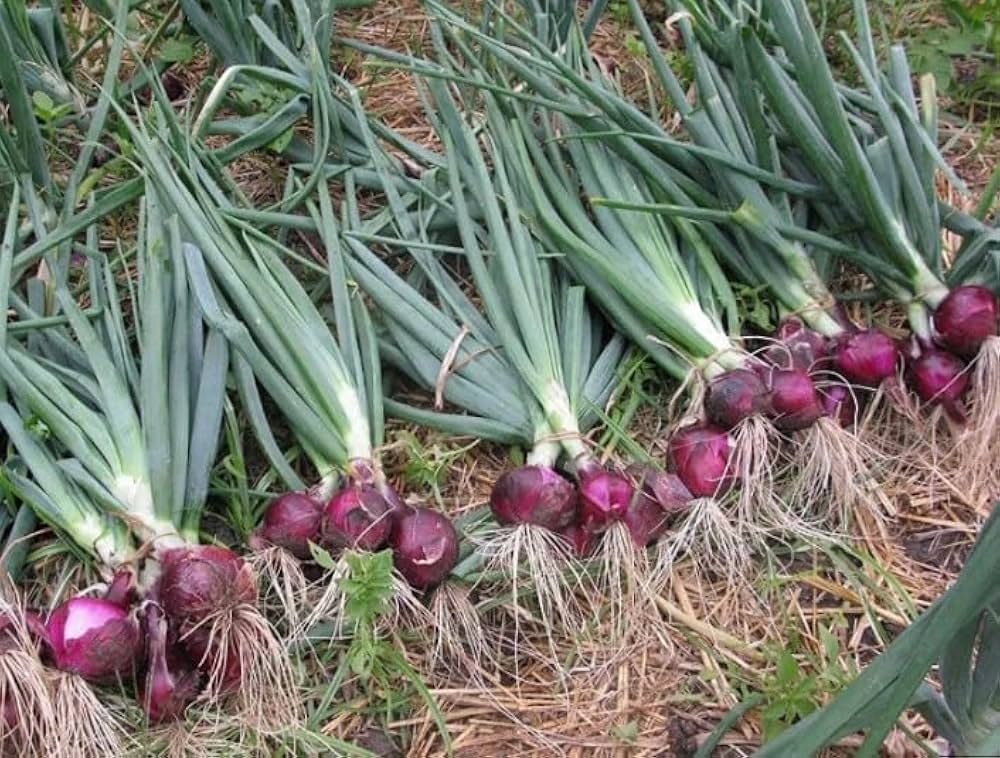 Onion Allium cepa Vegetable Seeds for Planting Red Burgundy Variety in Kitchen Garden