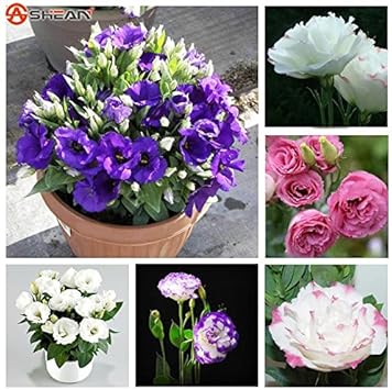 Violet Perennial Seeds for Planting – Organic, Heirloom, Non-GMO Flower Seeds