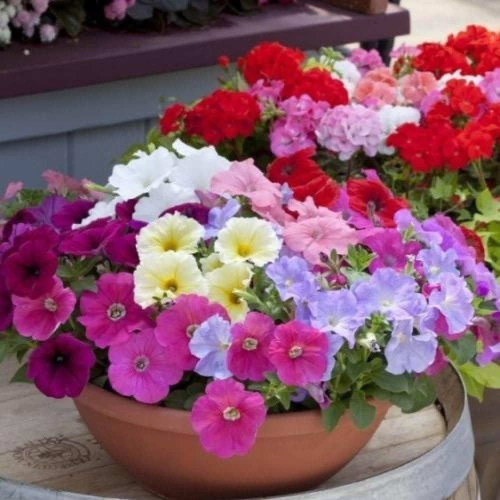 Petunia flower Petunia hybrida Ramblin Red trailing seeds for planting in balcony hanging baskets or outdoor containers