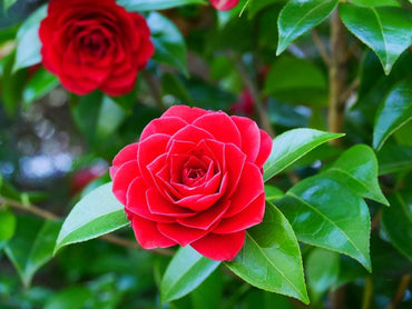 Camellia Flower Seeds for Planting, Heirloom, Non-GMO