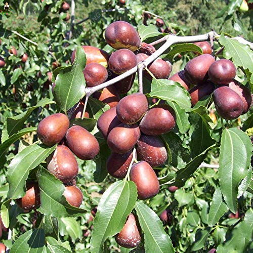 Heirloom Marron Jujube Fruit Seeds for Planting - Sweet and Nutritious Fruit for Home Gardens, Non-GMO Seeds