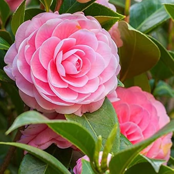 Heirloom Non-GMO Pink Camellia Flower Seeds for Planting – Fresh and Vibrant Blooms