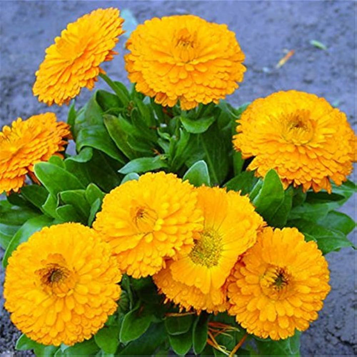 Calendula Flower Seeds, Heirloom, Non-GMO Medicinal and Ornamental Seeds for Planting