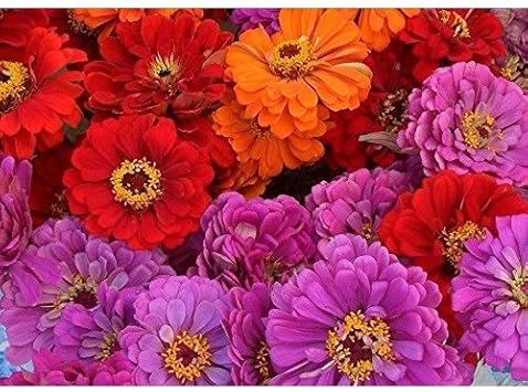 Mixed Magellan Flower Seeds for Planting - 100 pcs