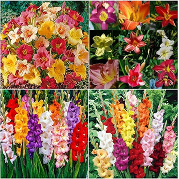 Dwarf Gladiolus Collection