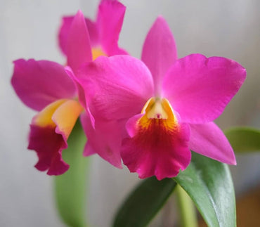 Heirloom Non-GMO Cattleya Orchid Flower Seeds for Planting – Exotic Fragrant Indoor Garden Blooms