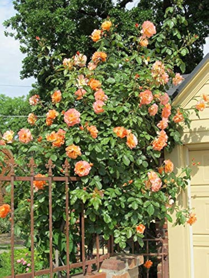 Light Orange Climbing Rose Seeds for Planting - Heirloom & Non-GMO Seeds for Home Garden, 100