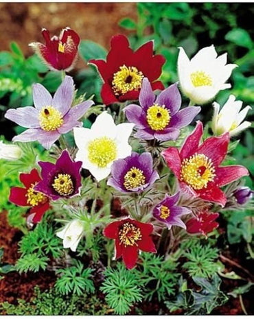Heirloom Non-GMO Mixed Anemone Pulsatilla Flower Seeds for Planting – Colorful Perennial Bloom Seeds