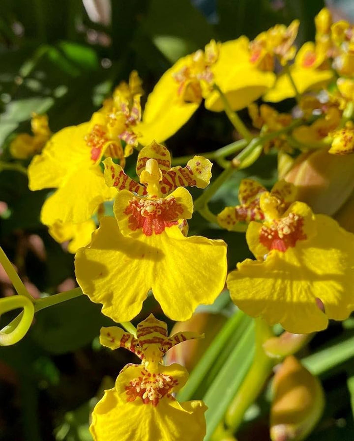 Oncidium Flower Seeds 100 pc for Planting 100