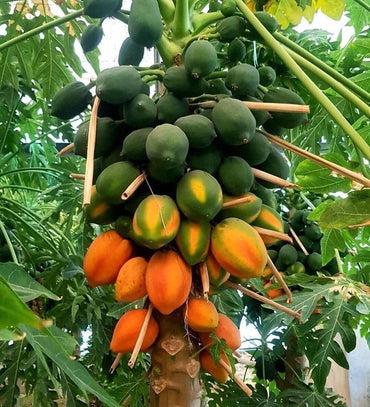 Papaya Seeds