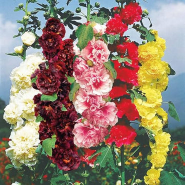 Hollyhock flower Alcea rosea summer carnival mixed color seeds for planting in backyard garden or containers