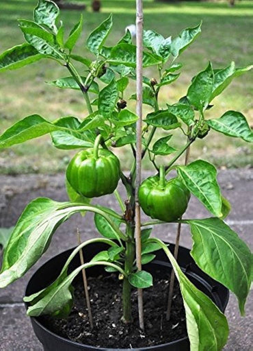 Manzano chili pepper Capsicum pubescens green seeds for planting in warm kitchen garden or sunny balcony pots