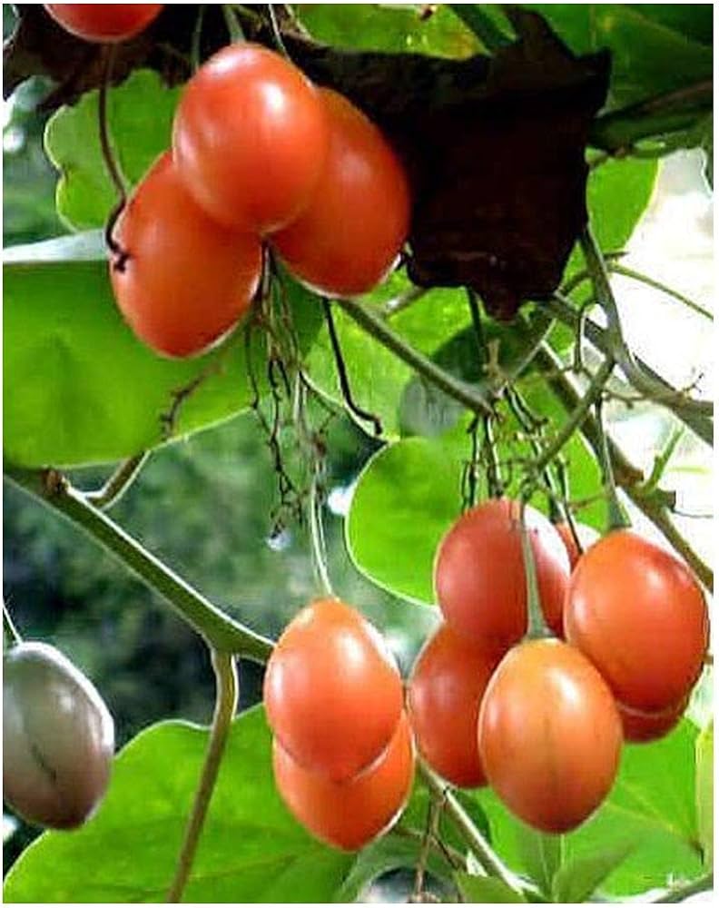 Tamarillo tree tomato Cyphomandra betacea seeds for tropical fruit garden planting