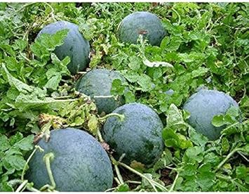 Red Watermelon Fruit Seeds - Perfect for Summer Harvest