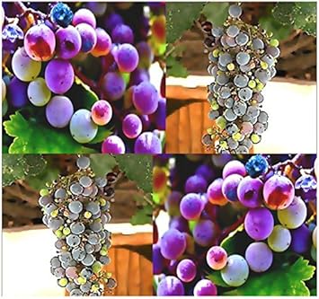 Yellow Canary Melon Fruit Seeds - Sweet and Unique Melons for Your Garden 100 pcs