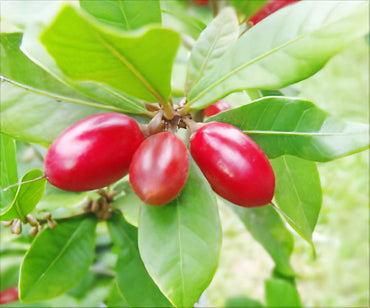 Miracle Fruit Seeds - Grow Sweet-tasting, Flavor-Changing Fruit Trees NON GMO Seeds