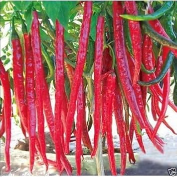 Thai Hot Pepper Seeds for Planting, 100 pcs