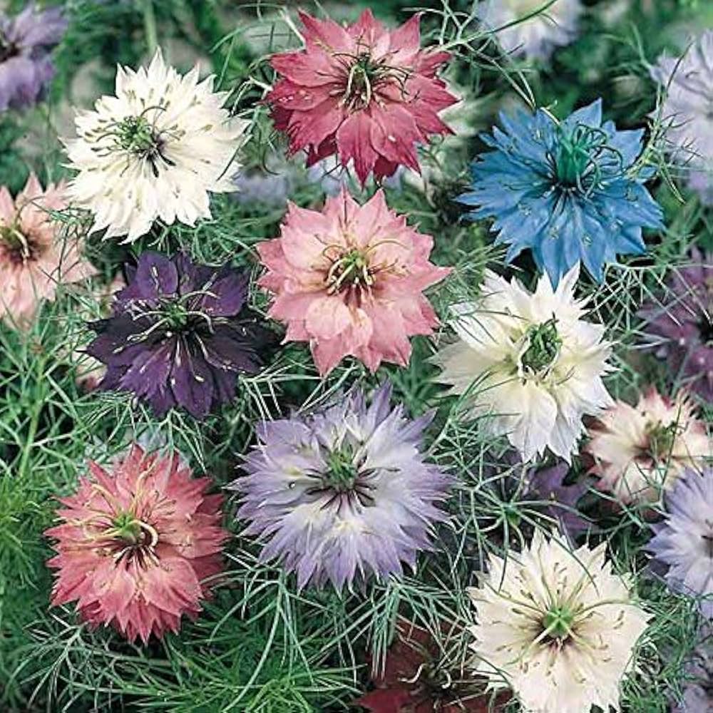 Clematis Mixed Climbing Flower Seeds