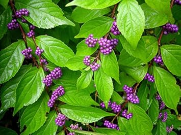 Purple Callicarpa Fruit Seeds - Vibrant and Beautiful Berries for Landscaping 100 pcs