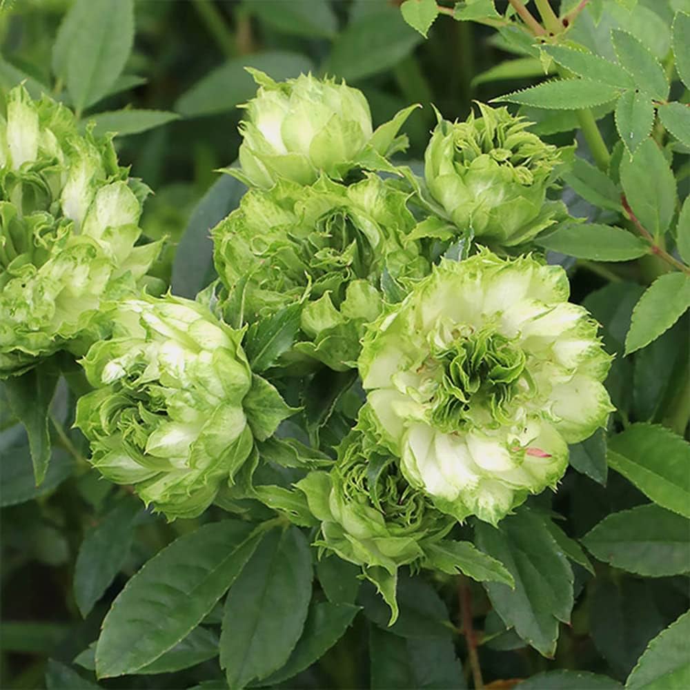 Green Rose Unique Perennial Flower Seeds for Garden