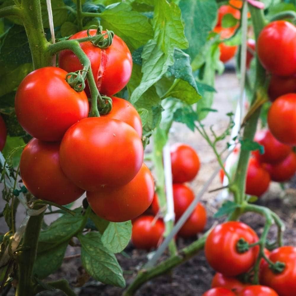 Oregon Spring Tomato seeds – early-season heirloom with juicy red fruits