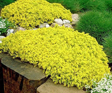Heirloom Non-GMO Sedum Golden Carpet Succulent Seeds – Drought-Tolerant Flower Seeds for Planting