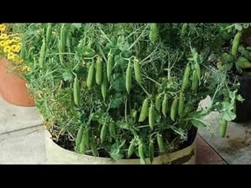 Snow Peas Vegetable Seeds for Planting heirloom & Non-GMO Seeds