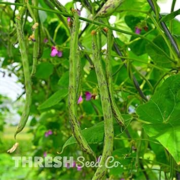 Rattlesnake Bean Phaseolus vulgaris for planting in urban garden