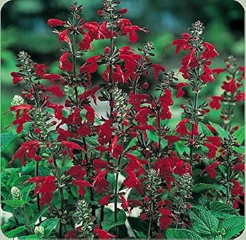 Deep Red Scarlet Sage Flower Seeds - 100 pcs