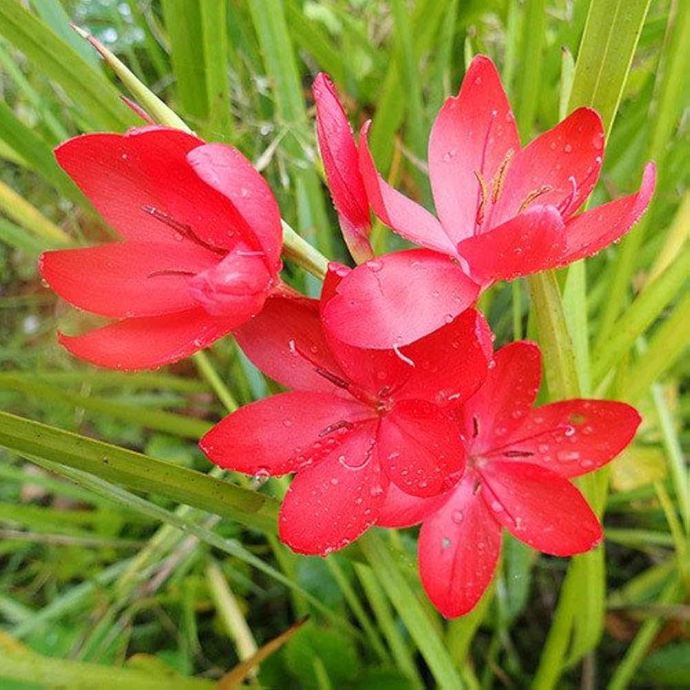 Schizostylis coccinea seeds for planting – perennial flowering plant seeds with bright red star-shaped blooms and green foliage, suitable for gardens, borders, and pond edges