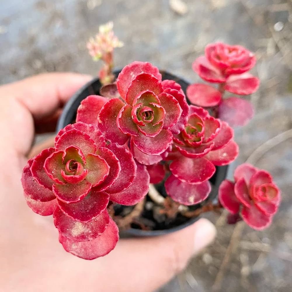 Sedum- Dragon's Blood