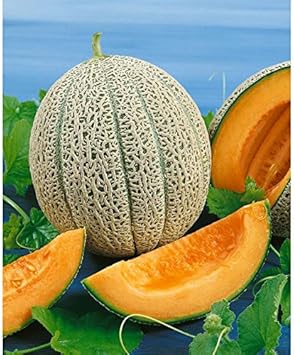 50pcs Jumbo Cantaloupe Fruit Seeds - Grow Giant, Juicy Cantaloupes in Your Garden 100 pcs