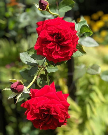 Rose Red Rose Flower Seeds