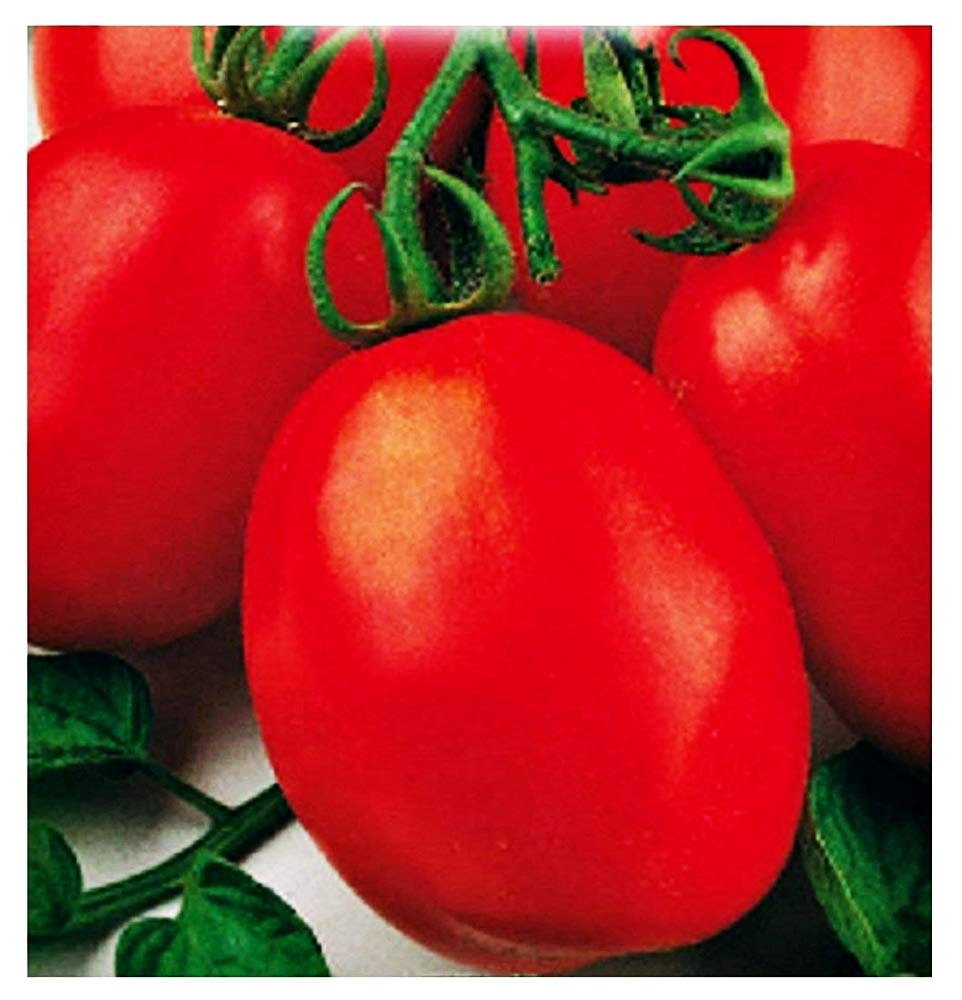 Cherry Roma tomato seeds Lycopersicon lycopersicum for sweet small sauce tomatoes