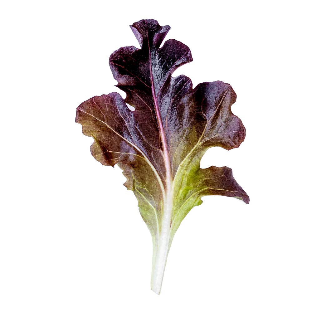 Garrison – Organic Lettuce Seed
