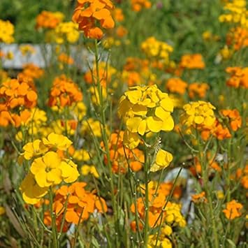 Heirloom Non-GMO Yellow Orange Erysimum Flower Seeds for Bright Pollinator Garden Planting