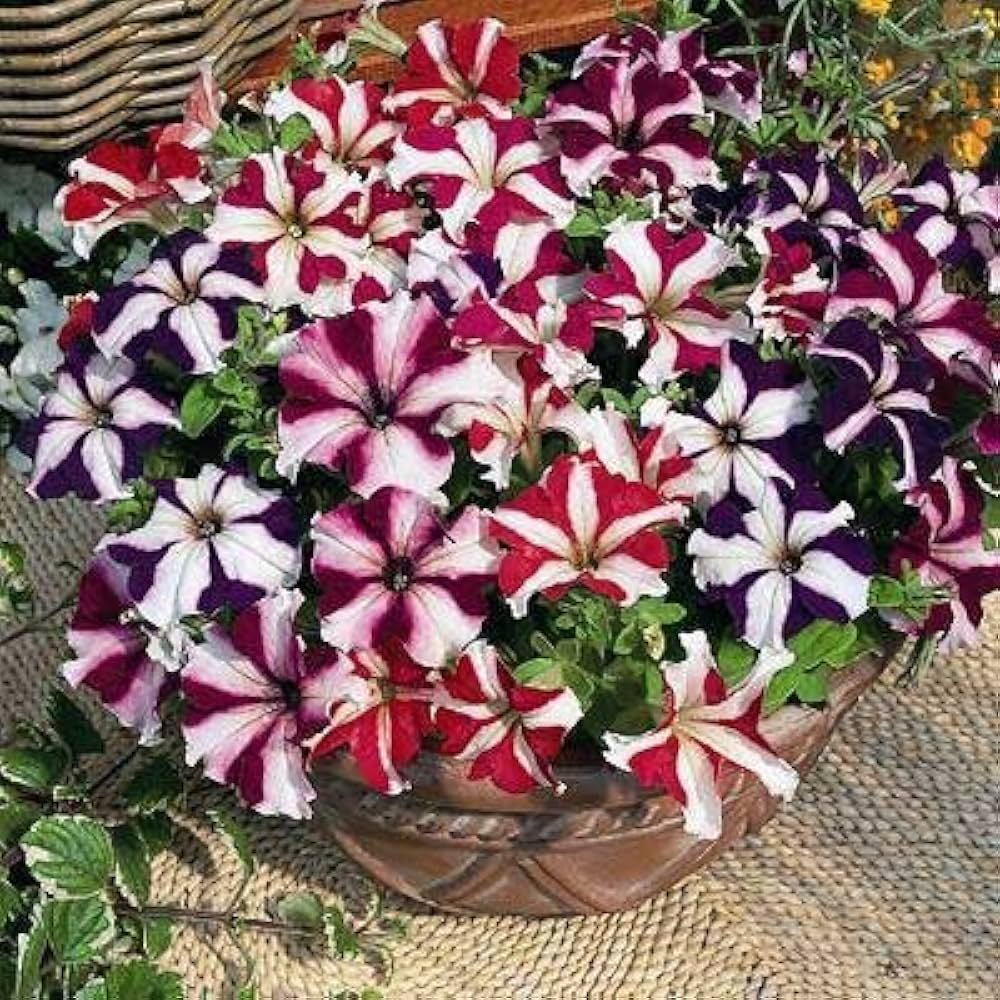 Petunia flower Petunia hybrida seeds for planting in rare color balcony pots or vertical gardens
