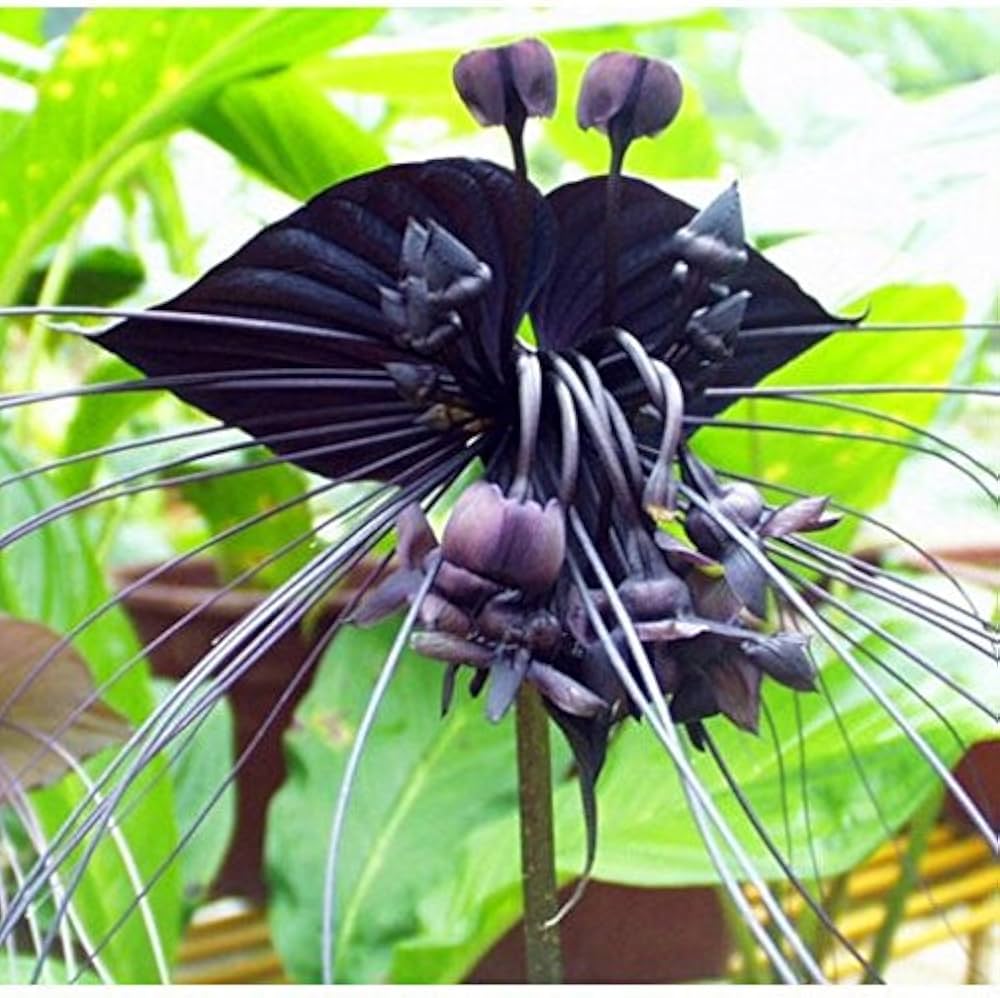 Black Tiger Orchid seeds for striking, bold orchids with dark petals and vivid contrast, ideal for tropical gardens