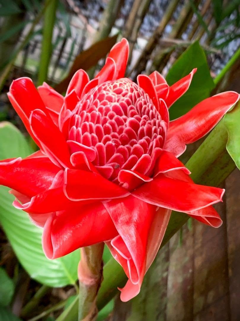 Torch Ginger Flower Seeds for Planting – Heirloom, Non-GMO Flower Seeds