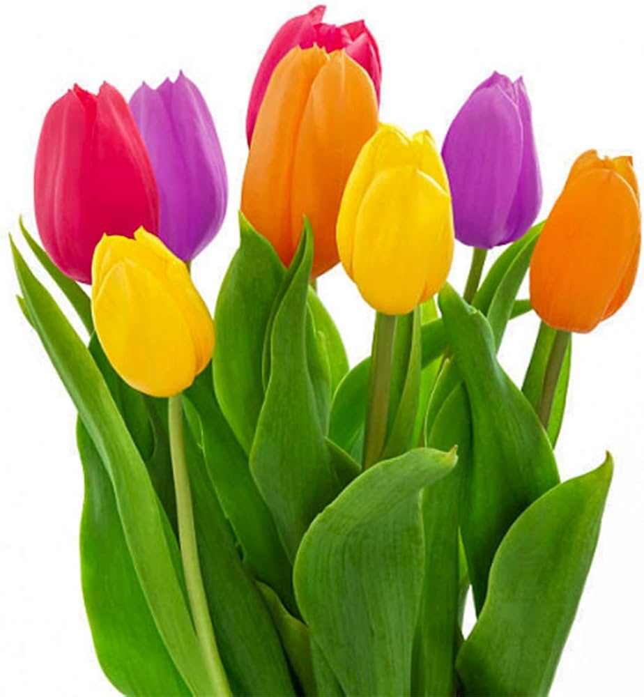 Double tulip flower Tulipa spp. seeds for planting in ornamental beds or garden containers